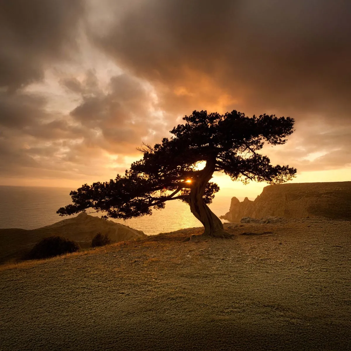 Elysian Winds artwork, a lone windswept tree on a hill at golden sunset under dramatic clouds.